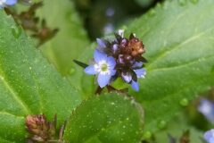 Veronica beccabunga beccabunga_Merce Vallicrosa CC BY-NC