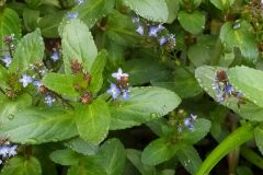 Veronica beccabunga beccabunga_Merce Vallicrosa CC BY-NC