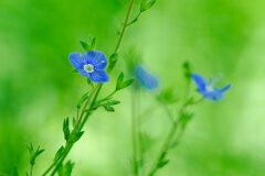 Veronica chamaedrys chamaedrys_Joaquim Reberte