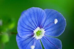 Veronica chamaedrys chamaedrys_Joaquim Reberte