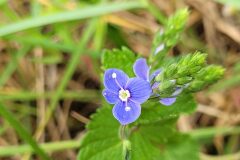 Veronica chamaedrys chamaedrys_Jordi Bassols CC BY-NC