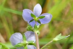 Veronica chamaedrys chamaedrys_Jordi Bassols CC BY-NC