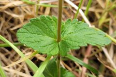 Veronica chamaedrys chamaedrys_Jordi Bassols CC BY-NC