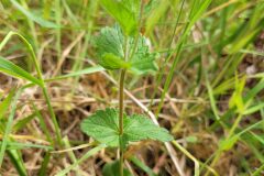 Veronica chamaedrys chamaedrys_Jordi Bassols CC BY-NC