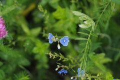 Veronica chamaedrys chamaedrys_Jordi Puyuelo