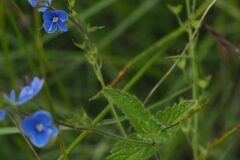 Veronica chamaedrys chamaedrys_Jordi Puyuelo