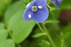 Veronica chamaedrys chamaedrys_Merce Vallicrosa CC BY-NC