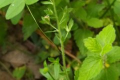 Veronica chamaedrys chamaedrys_Merce Vallicrosa CC BY-NC