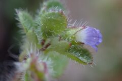 Veronica hederifolia_Merce Vallicrosa CC BY-NC