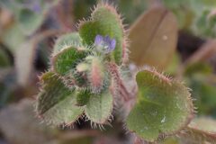 Veronica hederifolia_Merce Vallicrosa CC BY-NC