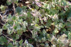 Veronica hederifolia_Merce Vallicrosa CC BY-NC