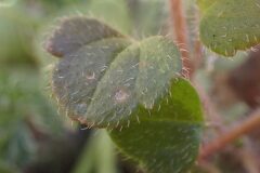 Veronica hederifolia_Merce Vallicrosa CC BY-NC