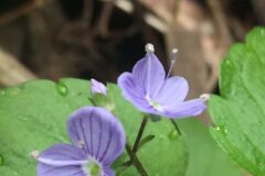 Veronica montana_Joanjo Garcia CC BY-NC