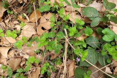 Veronica montana_Jordi Bassols CC BY-NC