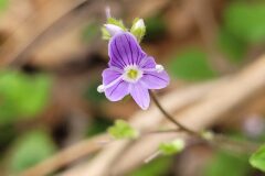 Veronica montana_Jordi Bassols CC BY-NC