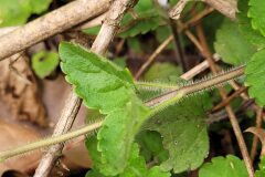 Veronica montana_Jordi Bassols CC BY-NC