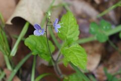 Veronica montana_Jordi Puyuelo