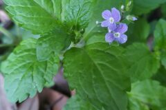 Veronica montana_Merce Vallicrosa CC BY-NC