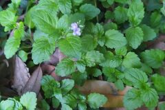 Veronica montana_Merce Vallicrosa CC BY-NC