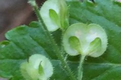 Veronica montana_Merce Vallicrosa CC BY-NC