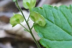 Veronica montana_Merce Vallicrosa CC BY-NC