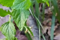 Veronica montana_Merce Vallicrosa CC BY-NC