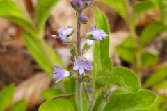 Veronica officinalis_Merce Vallicrosa CC BY-NC