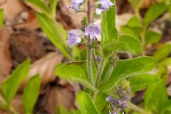 Veronica officinalis_Merce Vallicrosa CC BY-NC