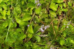 Veronica officinalis_Merce Vallicrosa CC BY-NC