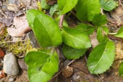 Veronica officinalis_Merce Vallicrosa CC BY-NC
