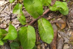 Veronica officinalis_Merce Vallicrosa CC BY-NC