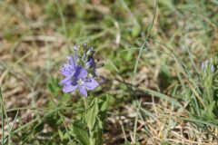 Veronica orsiniana_Joan Garcia CC BY-NC