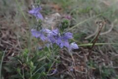 Veronica orsiniana_Joanjo Garcia CC BY-NC