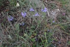 Veronica orsiniana_Joanjo Garcia CC BY-NC