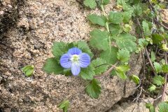 Veronica persica_Andres Tello