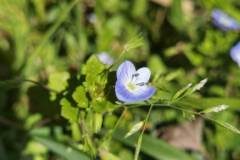 Veronica persica_Angels Delgado