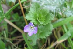 Veronica persica_Jordi Puyuelo