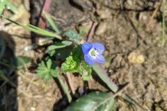 Veronica persica_Katarzyna Zarnowiec CC BY-SA