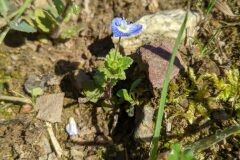 Veronica persica_Katarzyna Zarnowiec CC BY-SA