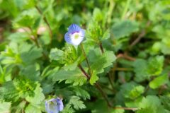 Veronica persica_Marc Rovira CC BY-NC