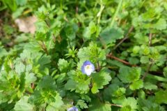 Veronica persica_Marc Rovira CC BY-NC