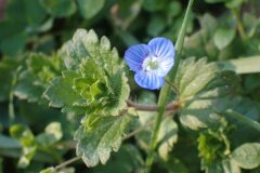 Veronica persica_Merce Vallicrosa CC BY-NC