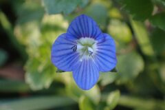 Veronica persica_Merce Vallicrosa CC BY-NC