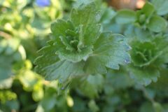 Veronica persica_Merce Vallicrosa CC BY-NC