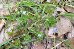 Veronica persica_Sonia Garcia CC BY-NC