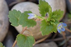 Veronica polita_Merce Vallicrosa CC BY-NC