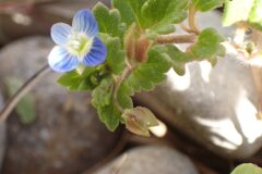 Veronica polita_Merce Vallicrosa CC BY-NC