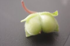 Veronica polita_Merce Vallicrosa CC BY-NC