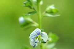 Veronica serpyllifolia serpyllifolia_Joaquim Reberte