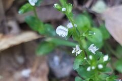 Veronica serpyllifolia serpyllifolia_Merce Vallicrosa CC BY-NC